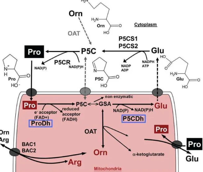 Figura 4 - Representação  do  metabolismo  de  L-prolina.  Na  primeira  etapa  a  prolina  (PRO)  é  oxidada  à  pirrolina-5-carboxilato (P5C) pela prolina desidrogenase (PRODH)