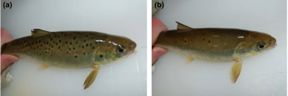 Figure 1 Distinct pigmentation profiles in Atlantic salmon defined as (a) ‘spotted’, that is, stress resistant and proactive and (b) ‘non-spotted’, that is, stress sensitive and reactive
