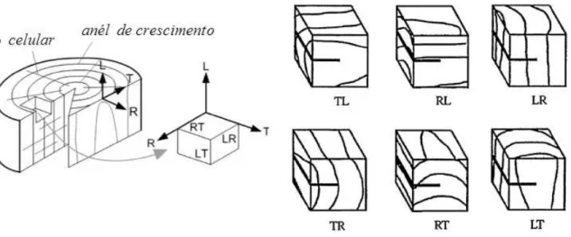 Figura 5.17 Orientações de fratura em relação ao eixo de crescimento da madeira (BENABOU &amp; SUN, 2014  (Adaptado)) 