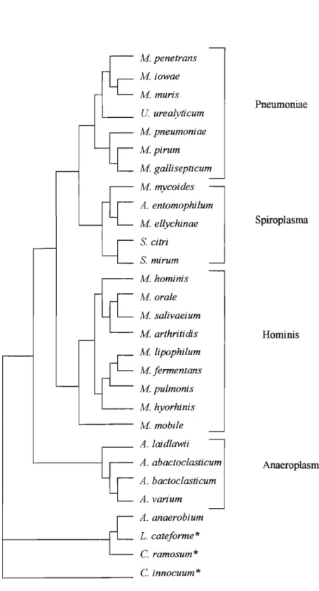 Figura 1. Dendograma do rRNA 168 mostrando a relação de 26 espécies de molicutes com 3 espécies de bactérias Gram positivas, Clostridium innocuum, C