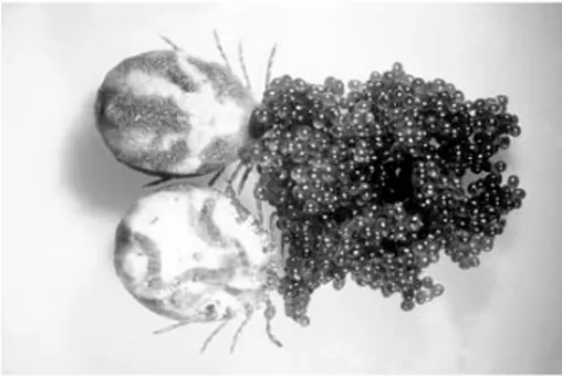 Figura 1: Visão dorsal e ventral de fêmea adulta Boophilus microplus e seus ovos. 