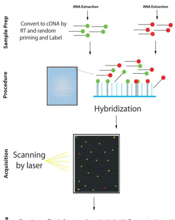 Figura 4 – Visão geral das principais etapas de um experimento de microarray de duas cores
