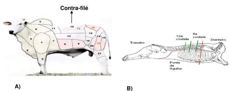 Figura 3.1: A) Cortes da carne Bovina  [55] . B) Subdivisão da meia carcaça indicando traseiro, dianteiro  e ponta-agulha  [55] , bem como a 6ª e 12ª costelas do contra-filé