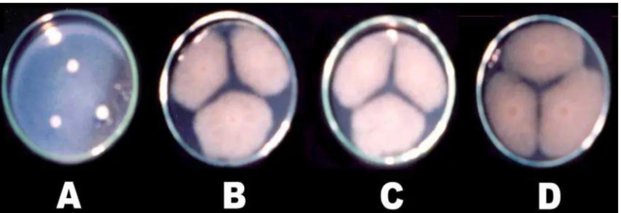 Figura 2 - Comparação dos diâmetros das colônias da linhagem Cad G1 Aspergillus sp,         após  6  dias  de  inoculação  para  os  tratamentos:   E+I (A);    C+I (B);     