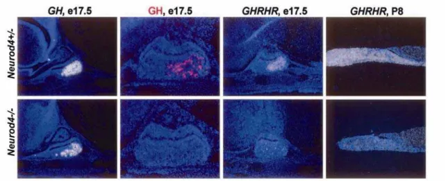 Figura 2 -   Análise  in situ nos 17.5 dias de vida embrionária de hipófises de  camundongos  Neurod4-/- em comparação ao selvagem revela que os  marcadores de somatotrofos: GH e GHRHR estão diminuídos no  mutante