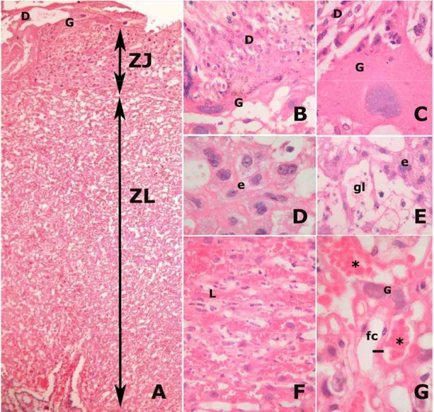 Figura 9 - Placenta de 20 dias de gestação de rata do grupo controle. (A) A figura  mostra uma vista panorâmica da placenta onde podem ser reconhecidas as zonas  juncional (ZJ) e labiríntica (ZL)