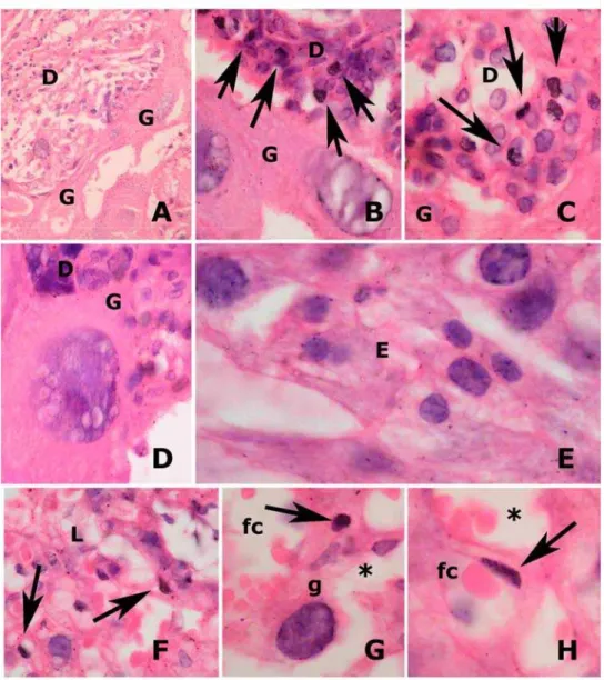 Figura 10 - Placenta de 20 dias de gestação de rata do grupo estresse. (A) A figura  mostra uma vista panorâmica da interface de contato das células trofoblásticas  gigantes (G) com as células deciduais (D)