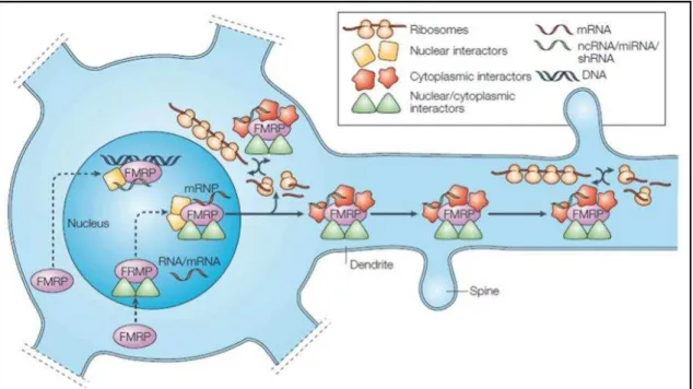 Figura 1: Esquema representando um modelo que resume as funções propostas para a proteína  FMRP no neurônio