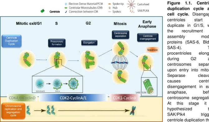 Figure  1.1.  Centriole  duplication  cycle  and  cell  cycle.  Disengaged  centrioles  start  to  duplicate  in  G1/S,  with  the  recruitment  of  assembly  module  proteins  (SAS-6,  Bld10,  SAS-4)