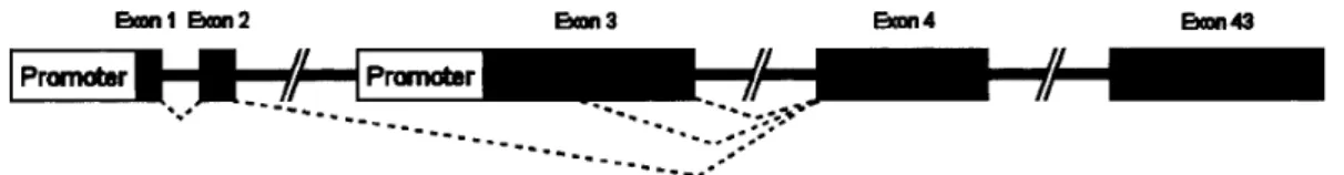 Fig.  1:  Diagrama  da  região    N-terminal  do  gene  COL18A1,  mostrando  os  dois  promotores  distintos com seus os inícios de transcrição alternativos  e o splice alternativo do exon 3 inteiro,  para síntese de NC11-303, e parcial para síntese de NC1
