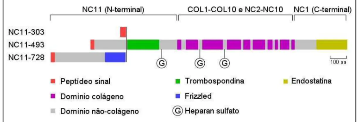 Fig. 2: Diagrama das isoformas do colágeno XVIII, mostrando seus 10 domínios colagenosos e  11 não colágenosos, assim como outros motivos funcionais e suas cadeias laterais de heparan  sulfato (Criado por Oscar Suzuki)