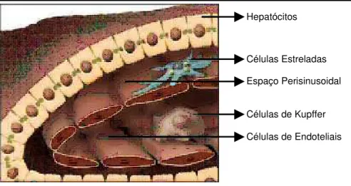 Fig. 3: Ilustração mostrando um sinusóide hepático com trabéculas formadas pelos hepatócitos,  espaço perisinusoidal com células estreladas, endotélio e lúmen do capilar hepático com células  de Kupffer (Bataller e Brenner, 2005)