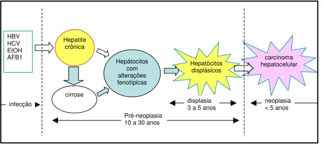 Fig.  6:  Seqüência  cronológica  das  lesões  celulares  que  levam  ao  aparecimento  do  carcinoma  hepatocelular em humanos (Adaptado de Thorgeirsson &amp; Grisham, 2002)