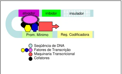 Fig. 8: Representação gráfica dos elementos básicos que atuam na regulação da transcrição de  um gene