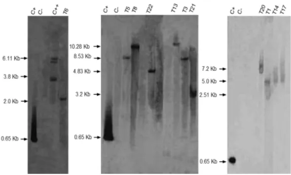 Figura 5  –  Análise de Southern blot de plantas de P. alata, com sonda para detecção do gene nptII, regeneradas  de  experimentos  de  transformação  genética  com  a  construção  gênica  pCABMV-dsCP,  e  identificadas  como  transgênicas por PCR