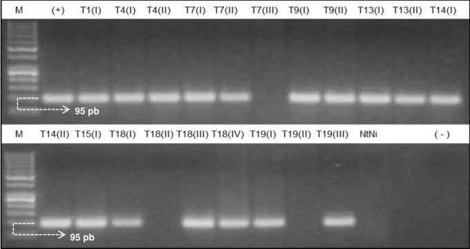 Figura 6 – Análise de RT- PCR de plantas assintomáticas após a 4ª inoculação, com primers específicos para  detecção  do  CABMV