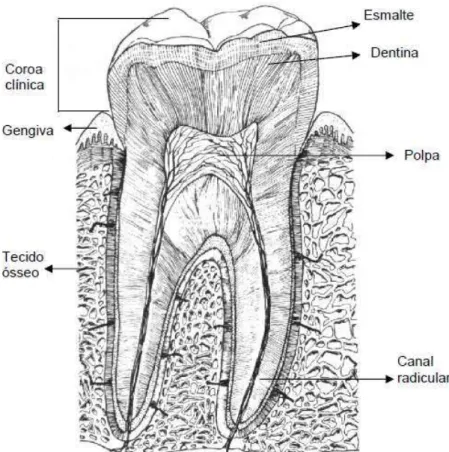 Figura 1 - Ilustração de um dente molar humano 20 . 
