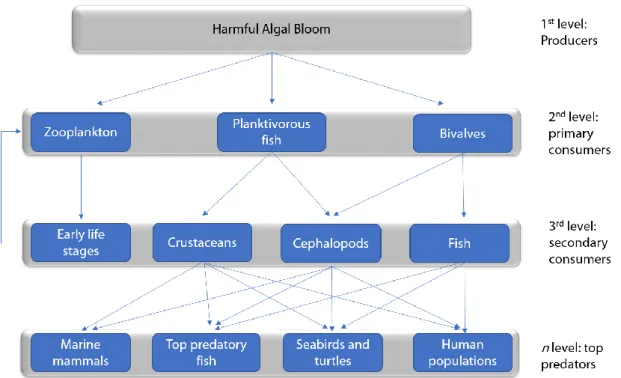 Figure 2. Schematic view of HAB-toxins food web transfer. 