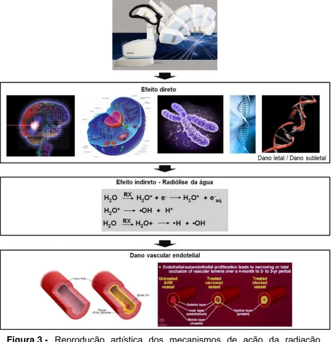 Figura 3 -  Reprodução artística dos mecanismos de ação da radiação  ionizante ressaltando suas ações diretas e indiretas no DNA do  núcleo celular e na radiólise da água (lesão subletal), e as  alterações causadas nas camadas íntimas endovasculares  