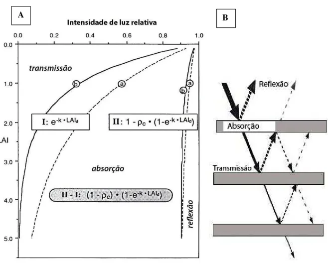 Figura  3  –  A)  Relação  entre  o  aumento  no  IAF  e intensidade  de  luz  calculada do  topo  para  o  interior  do  dossel,  considerando: (a) k=0.5 e (b) k=1