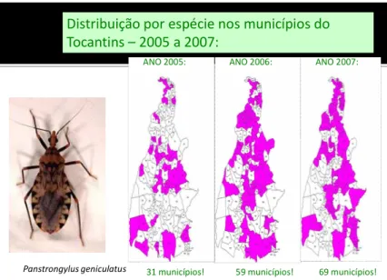 FIGURA 12 – Distribuição do Panstrogylus geniculatus nos municípios de Tocantins  
