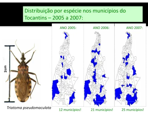 FIGURA 15 – Distribuição do Triatoma pseudomaculata nos municípios de Tocantins  