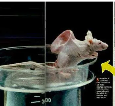 Figura 4- “Um dia, um rato”. VEJA, São Paulo, Ed.1416, p.82-83, 1/11/1995 