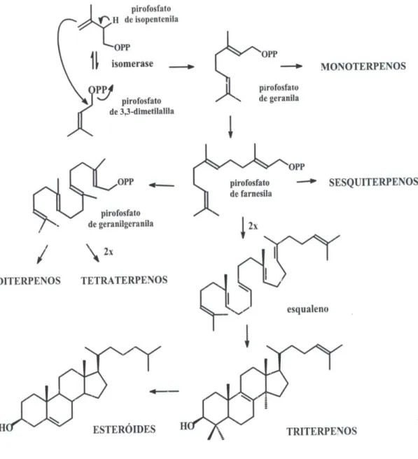 Figura  3.2.2.  Biossíntese  dos  Monoterpenos,  Sesquiterpenos,  Diterpenos,  Triterpenos  e  Esteróides  a  partir  do  pirofosfato de isopentenila (IPP)