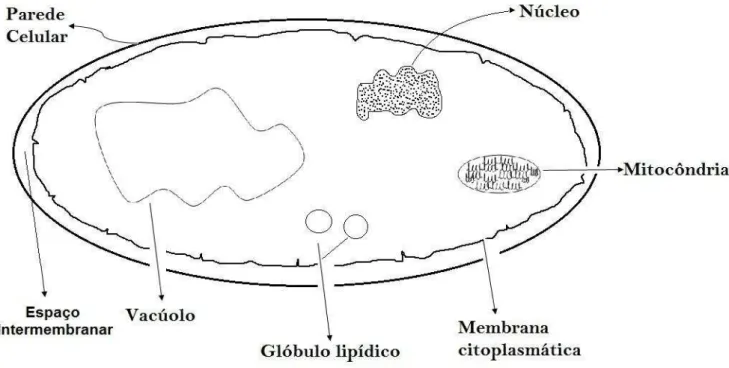 Figura  3:  Esquema  mostrando  a  estrutura  de  leveduras.  Pode  se  observar  o  espaço intermembranar,  entre a parede celular e a membrana citoplasmática,  onde a enzima L-asparaginase codificada pelo gene ASP3 se encontra