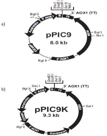 Figura 5: Mapa do vetores. a)Mapa físico do vetor pPIC9.  5’ AOX1 : promotor  do  gene  AOX1  de  P