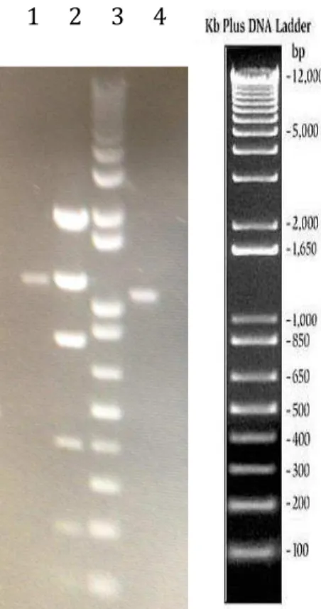 Figura  6.  Amplificação  do  gene  ASP3.  1  –  Amplificação  do  gene  ASP3na  concentração de 100 pg de molde e purificado
