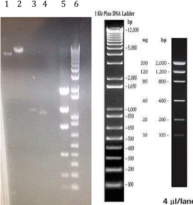 Figura  7.  Vetores  e  gene  ASP3  digeridos  e  purificados.  1-  Vetor  pPIC9 ® recuperado  do  gel