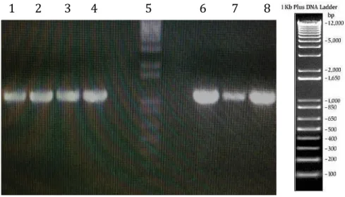 Figura 9:PCR para confirmação da presença de inserto.1 e 2  – Confirmação da  presença de inserto das amostras do gene ASP3 com o vetor pPIC9 ® 