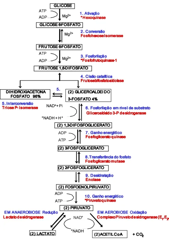 FIGURA 1 ESQUEMA DA GLICÓLISE. Séries de dez reações enzimáticas em azul e nome  das  respectivas  enzimas  em  vermelho