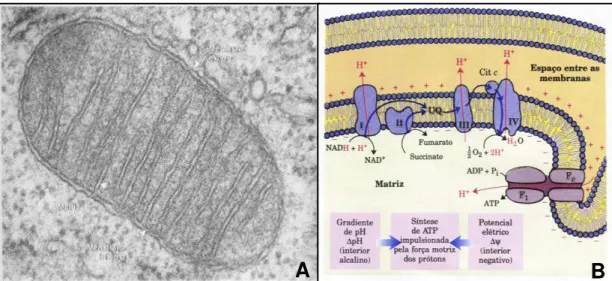 FIGURA  3  MITOCÔNDRIA  E  ESQUEMA  DA  FOSFORILAÇÃO  OXIDATIVA.  A-  Eletromicrografia  de  uma  mitocôndria  típica  de  célula  renal  de  camundongo,  aumento  de  84.000x  (Junqueira  e  Carneiro,  1991)  B-  Fosforilação  oxidativa  mostrando  os  co