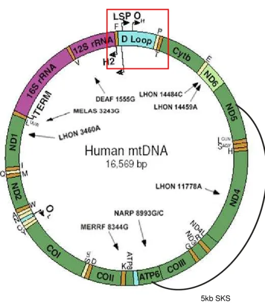 FIGURA  4  DNA  MITOCONDRIAL  HUMANO.  Retângulo  vermelho:  região  controle  D-Loop  que  se  encontra  esquematizada  em  detalhes  na  Figura  5B