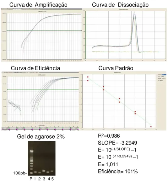 FIGURA 8 OTIMIZAÇÂO DOS PRIMERS DO GENE DA PIRUVATO KINASE (PKM2) POR  PCR  EM  TEMPO  REAL