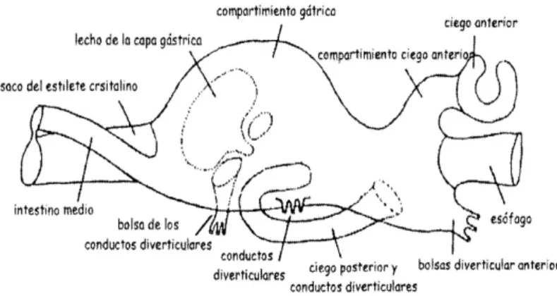 Figura 3 : Esquema de las estructuras del aparato digestivo de C.gigas. Fuente: