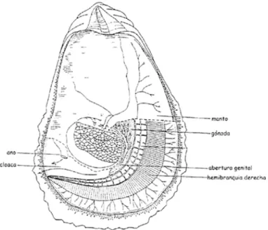 Figura 4 : Anatomía interna de un ejemplar maduro de  Crassostrea Virginica. Fuente: Galtsoff (1964) 