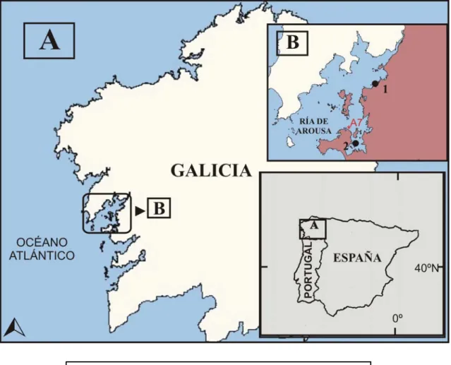 Figura 9 : Ubicación de los lotes de Crassostrea gigas estudiados.