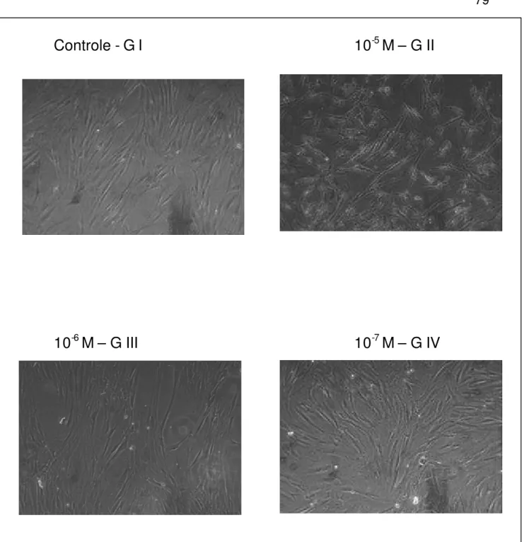 Figura 5.1– Cultura de fibroblastos FL3 no período de 6 dias em contato com as    concentrações de ALN