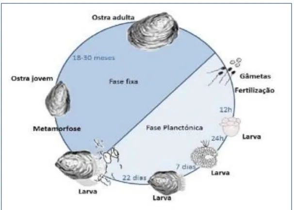 Figura 2 – Ciclo de vida da ostra Crassostrea gigas (Adaptado de Tirapé et al., 2007)