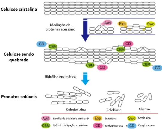 Figura 6. Ação de proteínas sinérgicas na degradação de celulose. Destaca-se proteínas auxiliadoras, expansinas  e swoleninas, seguida da ação de endo e exoglucanases