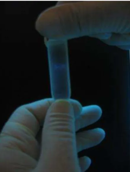 Figura 2 - Banda formada após purificação em gradiente de CsCl . Fonte: Instituto Pasteur
