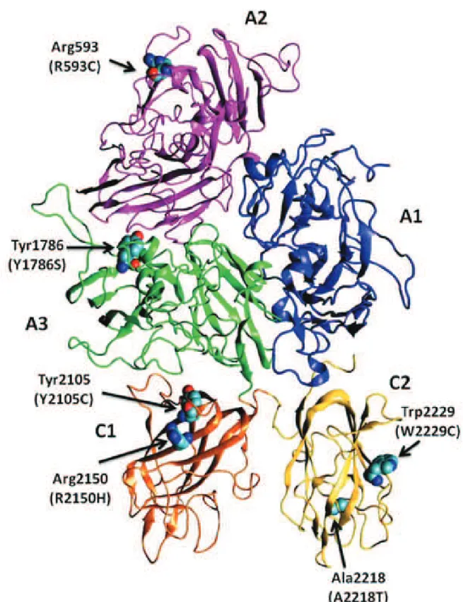Figura 1. Representação tridimensional em fita da estrutura da proteína FVIII humana sem o domínio B