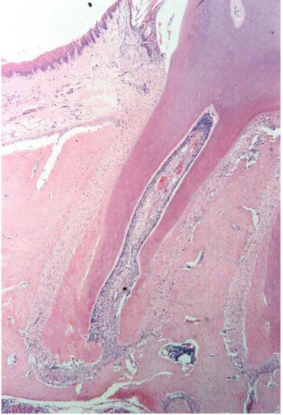 Figura 3 – Fotomicrografia panorâmica da raiz mesiovestibular do primeiro molar  superior do Grupo Controle