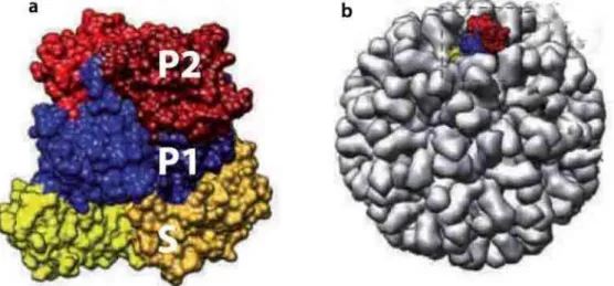 Figura  1.  Representação  da  proteína  do  capsídeo  de  calicivírus.  a)  Representação  da  organização  estrutural  do  domínio  S  (em  amarelo)  e  dos  subdomínios  P1  e  P2  (azul  e  vermelho)