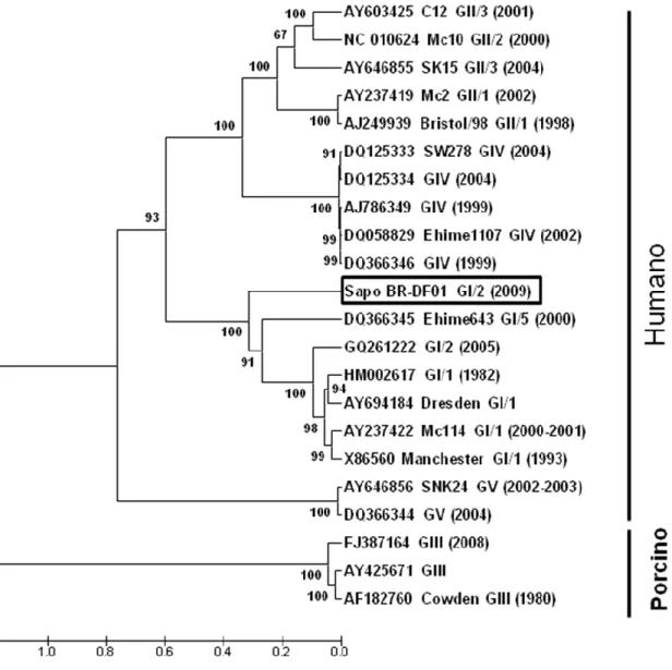 Figura 6. Árvore filogenética baseado na sequência do genoma completo de sapovírus, utilizando o  algoritmo  Máxima-Verossimilhança