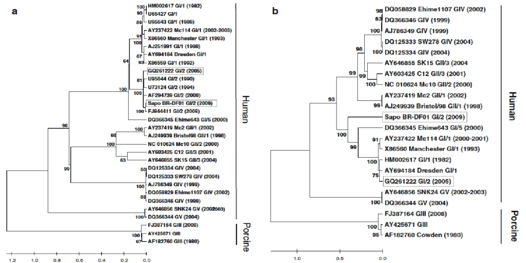 Figura  7.  Árvores  filogenéticas  baseadas  no  algoritmo  máxima-verossimilhança  utilizando  as  sequências  de  CP  (a)  e  5’  UTR  mais  ORF1  (b)
