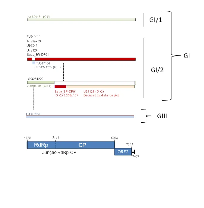 Figure  10.  Análise  de  recombinação  baseada  na  região  3’  do  genoma  de  sapovírus  utilizando  o  método  RDP